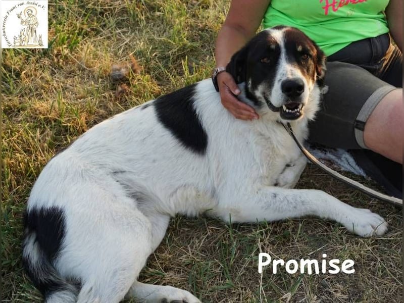 Promise – großes Mädchen mit viel Charme!