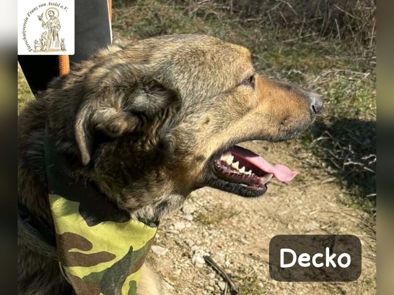 Decko – auf der Suche nach seinem Platz im Leben!