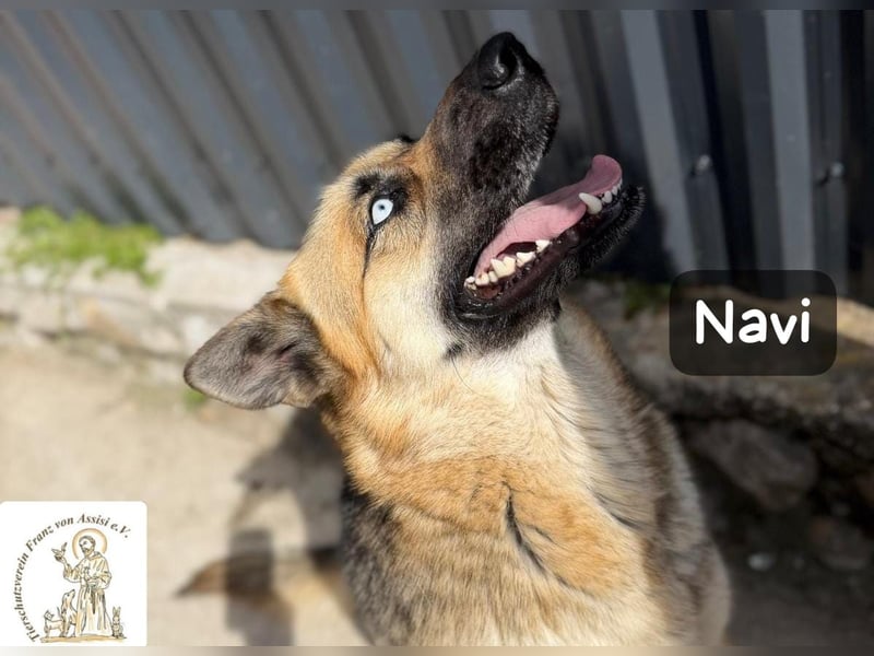 Navi – stark, sensibel, besonders – sucht ihr Gegenstück!