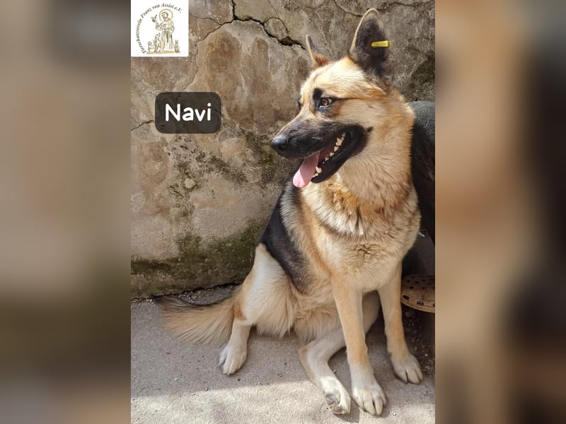 Navi – stark, sensibel, besonders – sucht ihr Gegenstück!