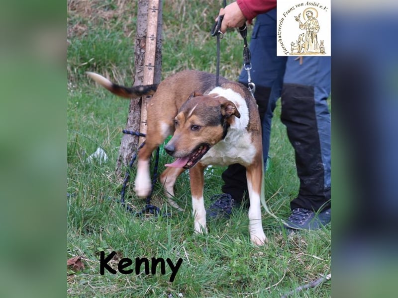 Kenny - aktiver Familienhund
