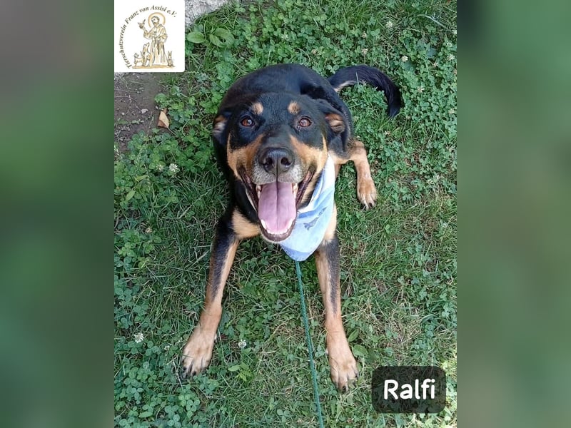 Ralfi – Für manche Hunde gibt es einfach nicht die richtigen Worte!