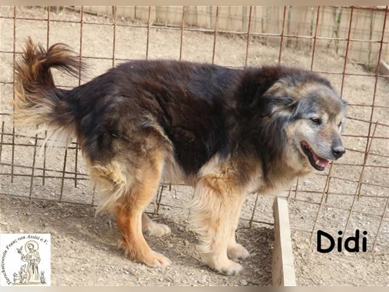 Didi - kann deine Augen zum Strahlen bringen