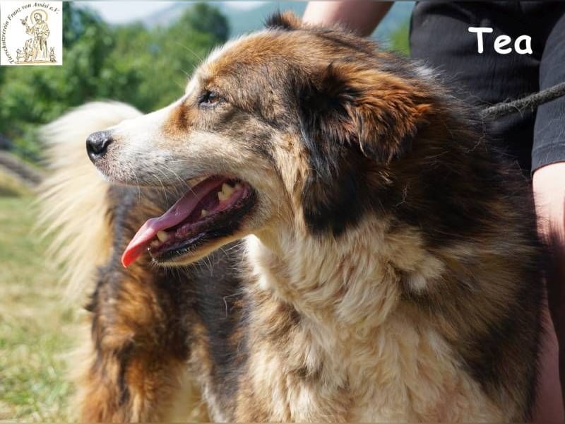 Tea – ein Schnüffelprofi der gerne die Welt erkundet