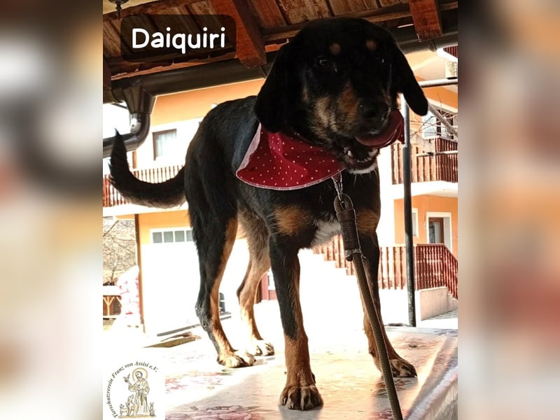 Daiquiri – die Welt wartet und sie mittendrin!