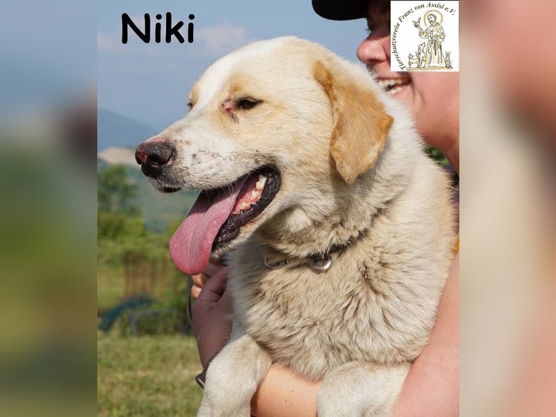 Niki – Ein Hund der dein Leben auf den Kopf stellt