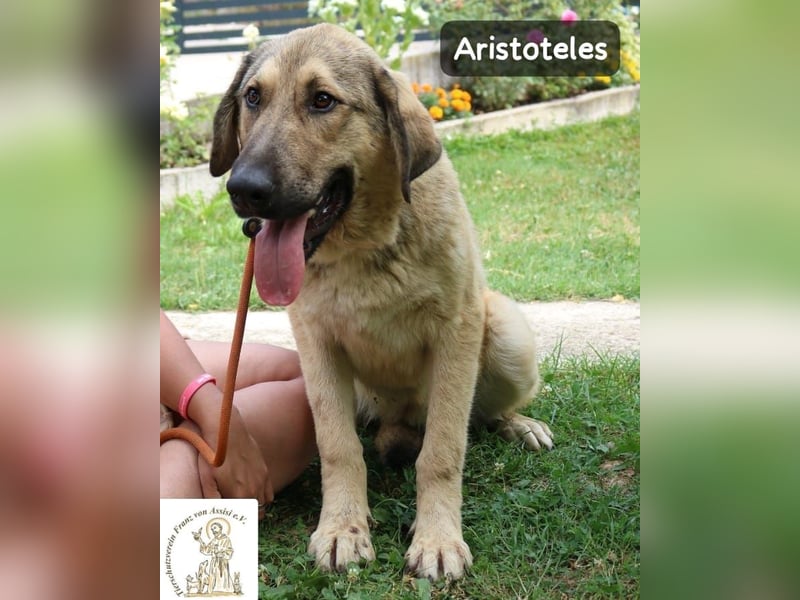 Aristoteles – Entdecker auf der Suche nach seinem Team!