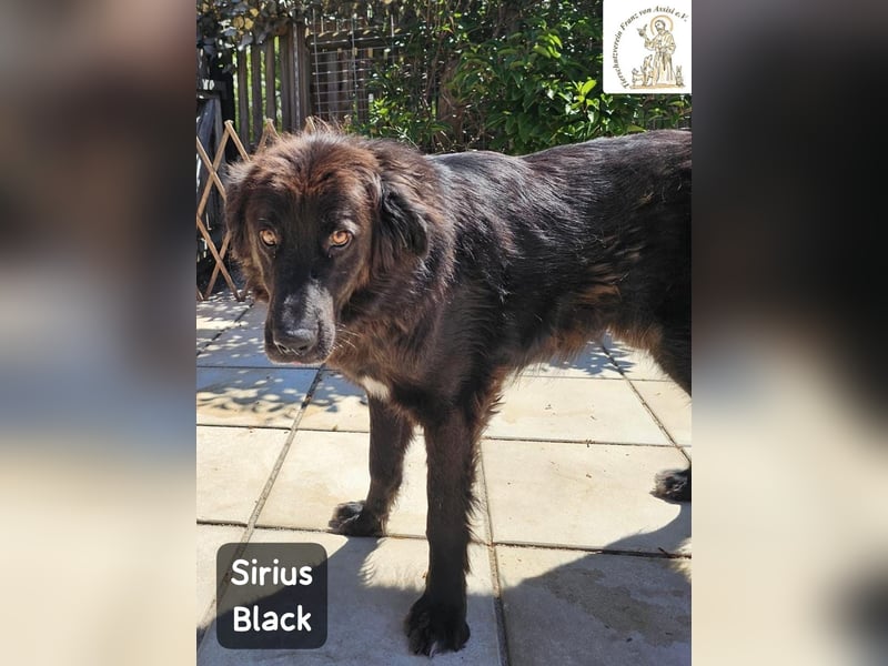 Sirius Black – Vier Pfoten, die einfach dazugehören wollen!