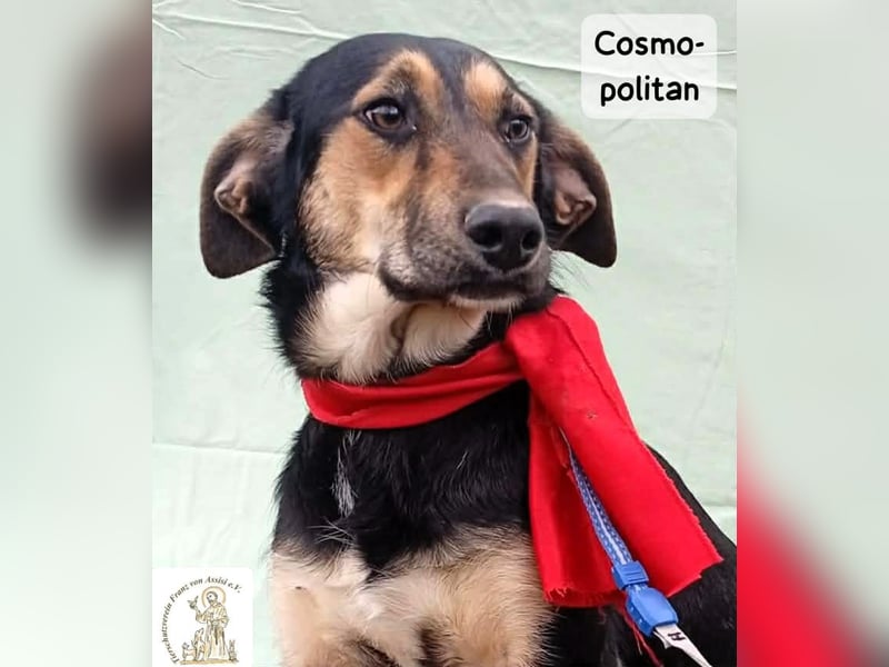 Cosmopolitan – am Anfang eines Weges, der gemeinsam entsteht!