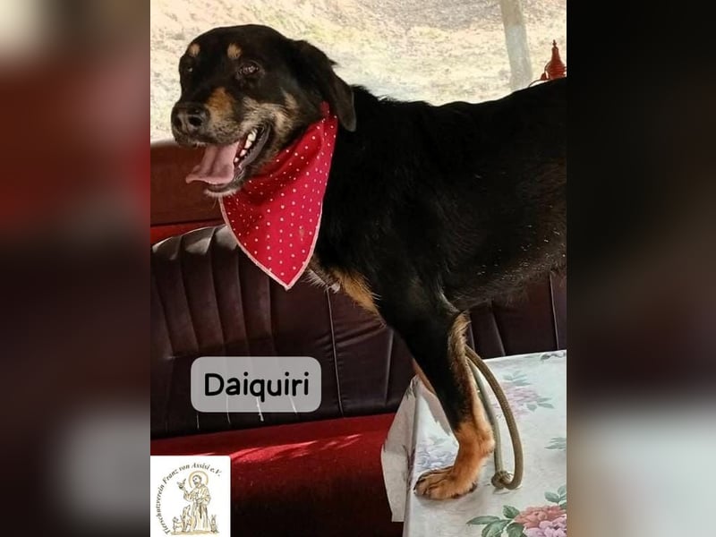 Daiquiri – die Welt wartet und sie mittendrin!