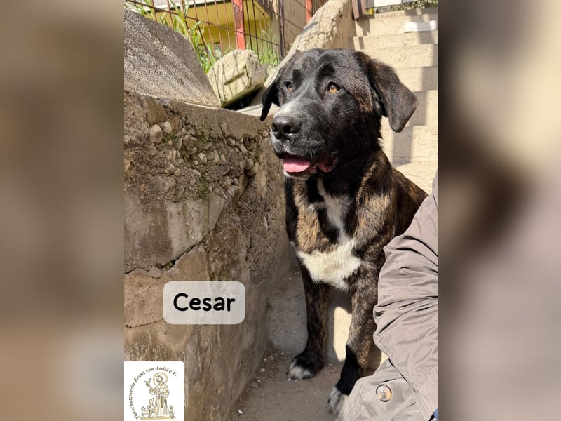 Cesar – ein großer Junge mit Honig im Herzen!