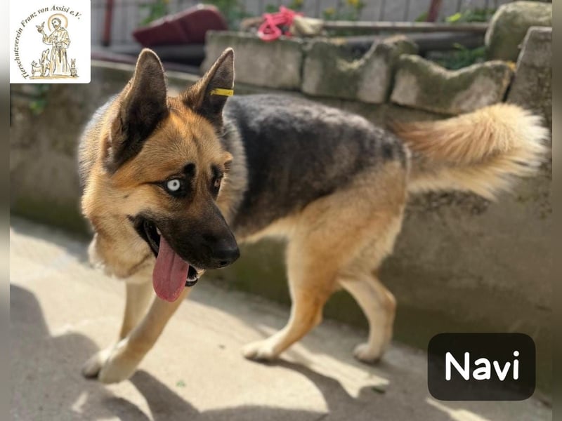 Navi – stark, sensibel, besonders – sucht ihr Gegenstück!