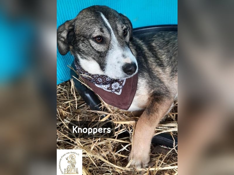Knoppers – zuerst zurückhaltend, später zum Verlieben!