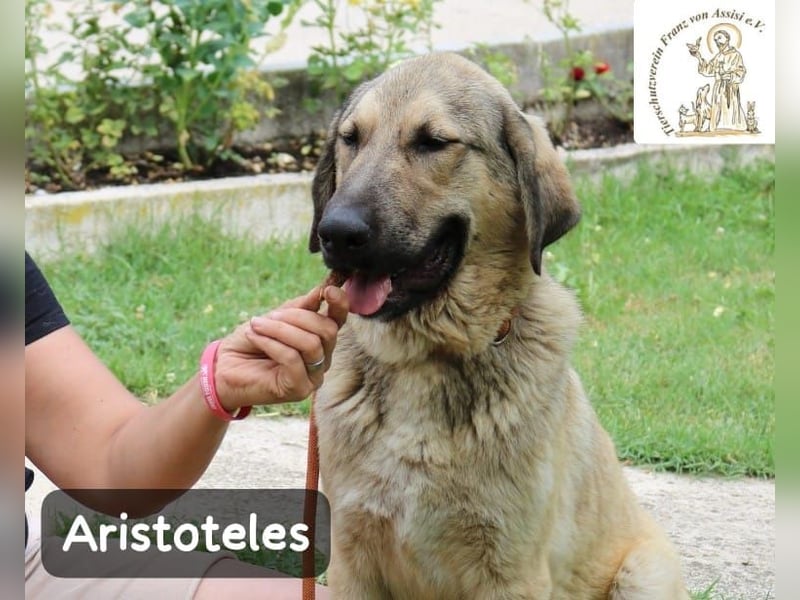 Aristoteles – Entdecker auf der Suche nach seinem Team!