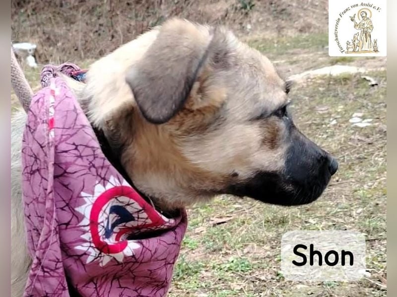 Shon – kleine Pfoten, große Augen und ein Plan, die Welt zu erobern!