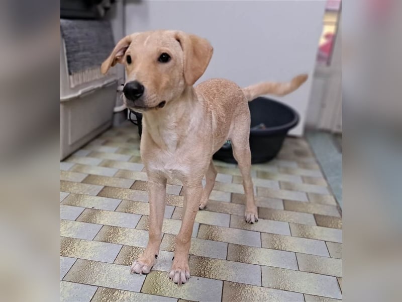 Maxim - junger Bub im Hundesalon