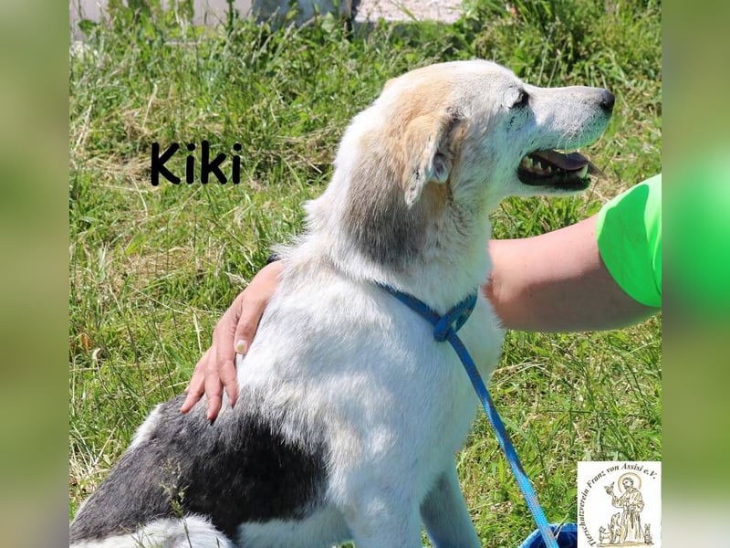 Kiki – Der perfekte Kumpel für Abenteuer und Sofa-Marathons!