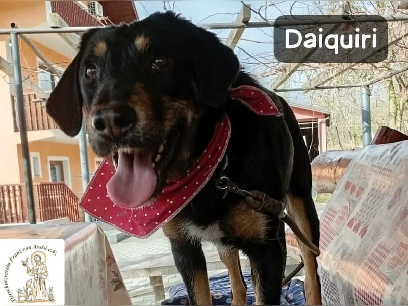 Daiquiri – die Welt wartet und sie mittendrin!