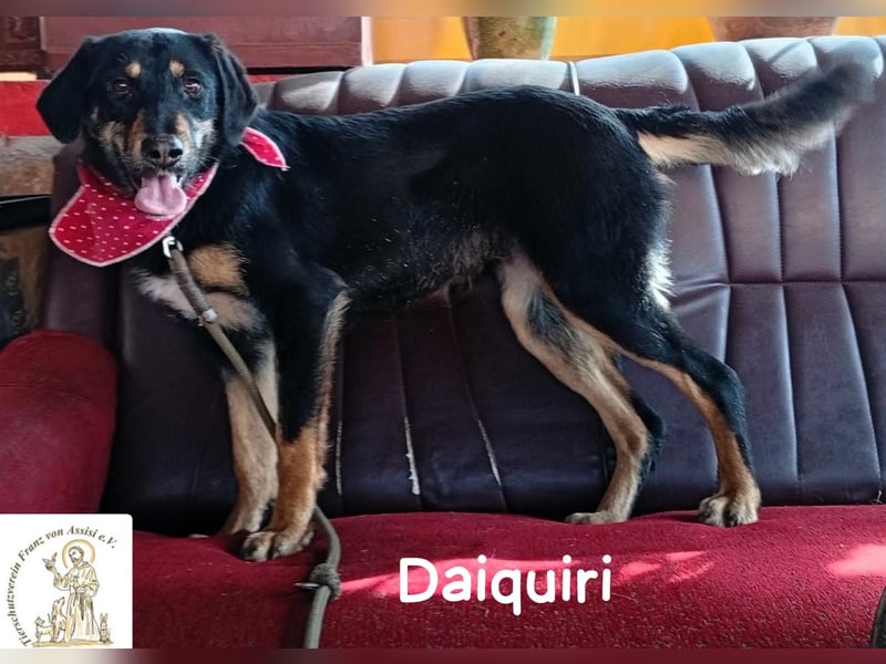 Daiquiri – die Welt wartet und sie mittendrin!