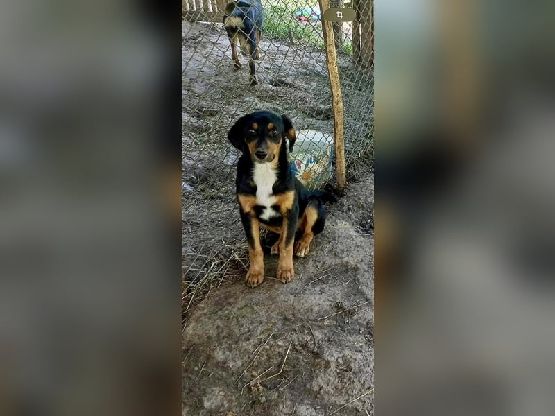 9 Welpen - Klon-Wurf