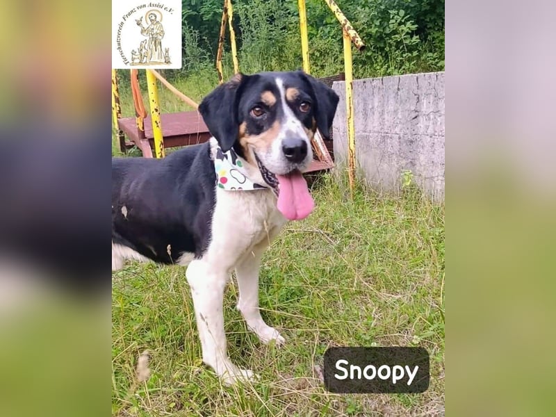 Snoopy – Charme trifft Persönlichkeit!