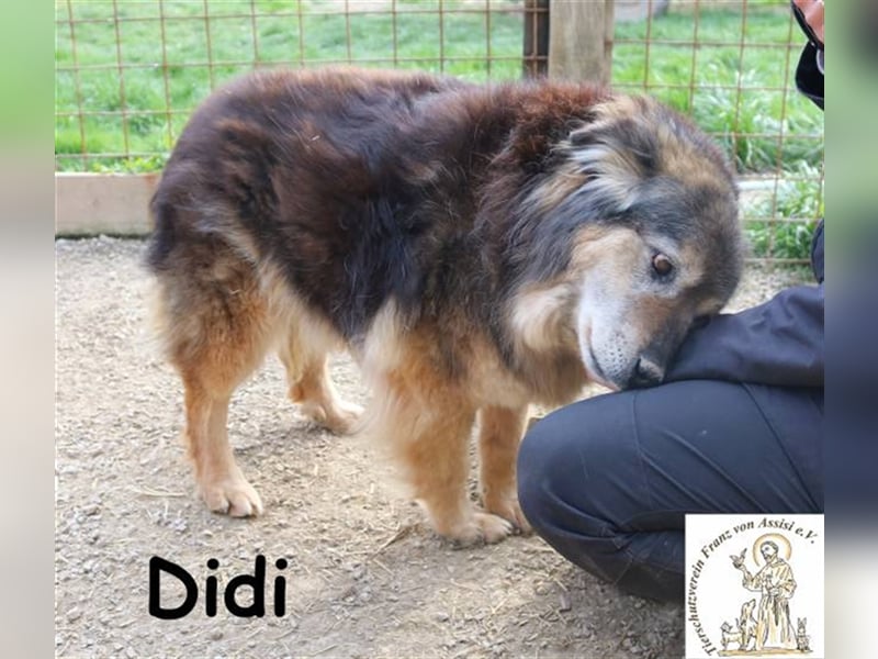 Didi - kann deine Augen zum Strahlen bringen