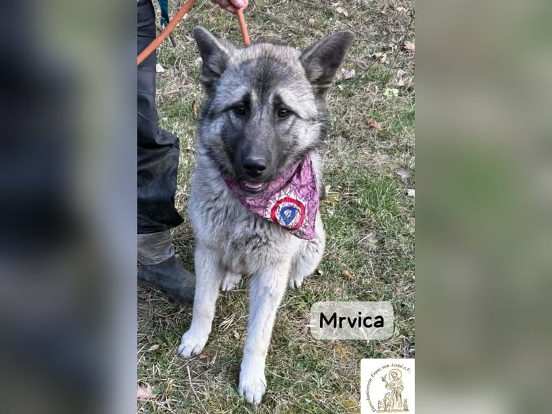 Mrvica – Schönheit mit Neugier auf das große Leben!
