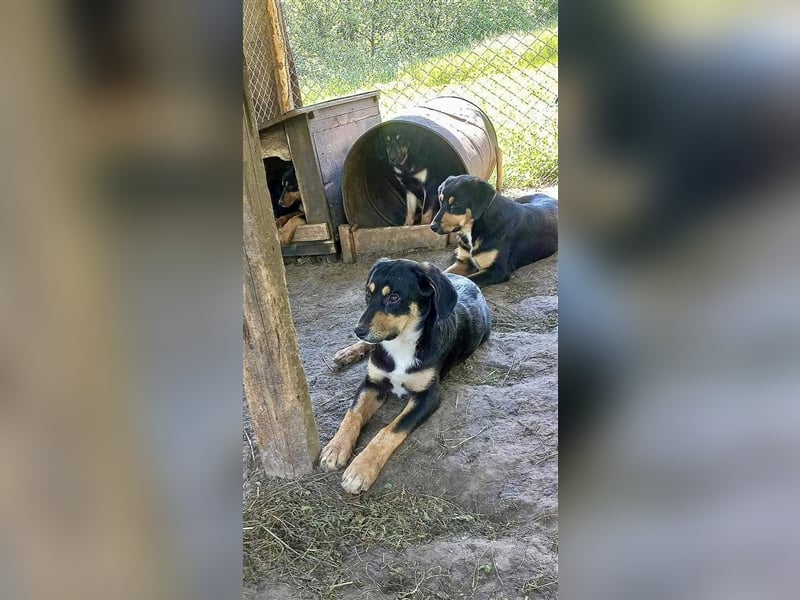 9 Welpen - Klon-Wurf