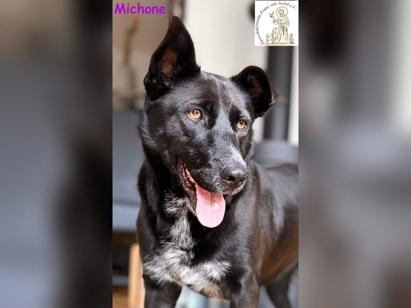 Michone –  Die Hündin, die jeden Tag zum Funkeln bringt