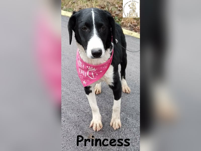 Princess – sucht kein Schloss, nur ein Herz, in dem sie wohnen darf!