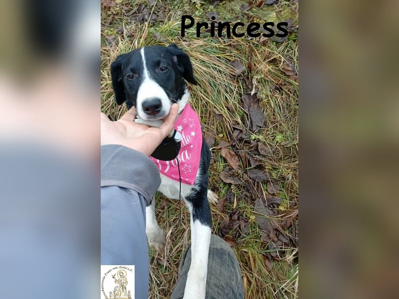 Princess – sucht kein Schloss, nur ein Herz, in dem sie wohnen darf!