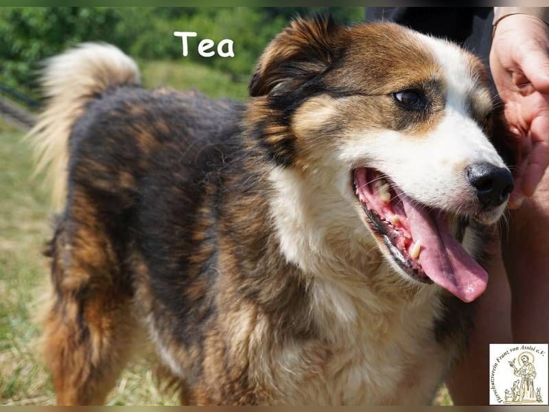 Tea – ein Schnüffelprofi der gerne die Welt erkundet