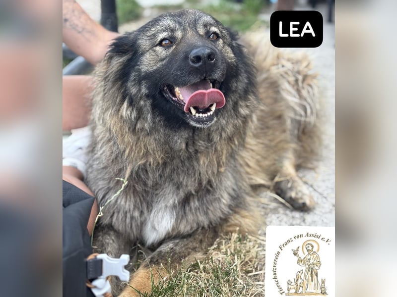 Lea – Ein Blick in ihr Gesicht – und du bist für immer verloren!