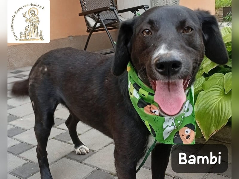 Bambi – Mehr braucht es nicht!