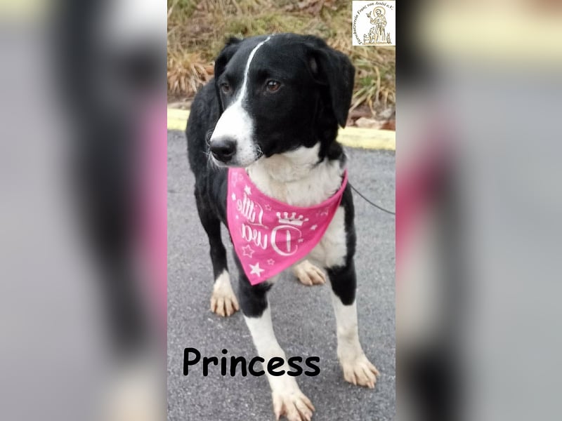 Princess – sucht kein Schloss, nur ein Herz, in dem sie wohnen darf!