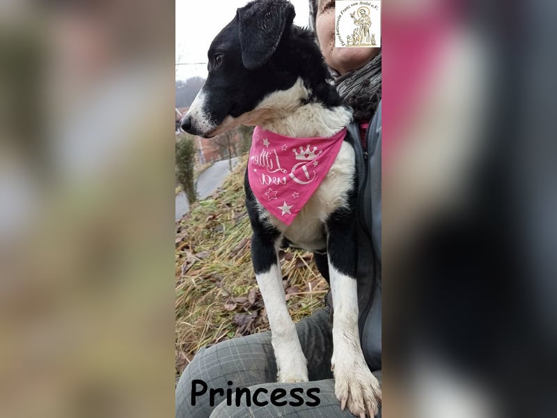 Princess – sucht kein Schloss, nur ein Herz, in dem sie wohnen darf!