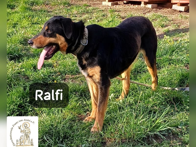 Ralfi – Für manche Hunde gibt es einfach nicht die richtigen Worte!