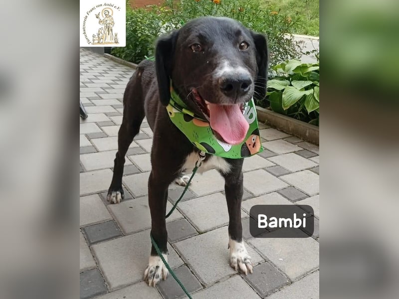 Bambi – Mehr braucht es nicht!