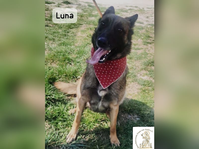 Luna – Köpfchen, Power und definitiv Pfeffer im Hintern