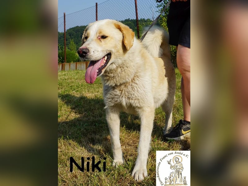 Niki – Ein Hund der dein Leben auf den Kopf stellt