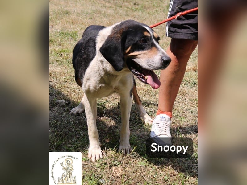 Snoopy – Charme trifft Persönlichkeit!