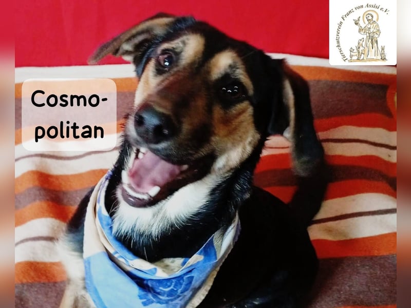 Cosmopolitan – am Anfang eines Weges, der gemeinsam entsteht!