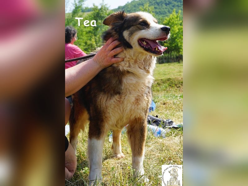 Tea – ein Schnüffelprofi der gerne die Welt erkundet