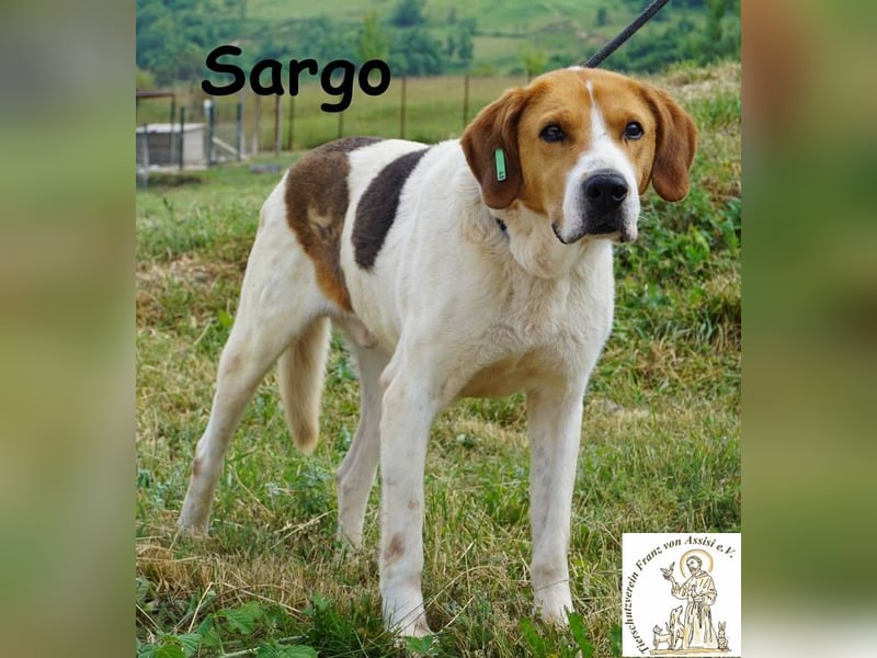 Sargo – stattlicher Kerl - sanft wie ein Schmetterling