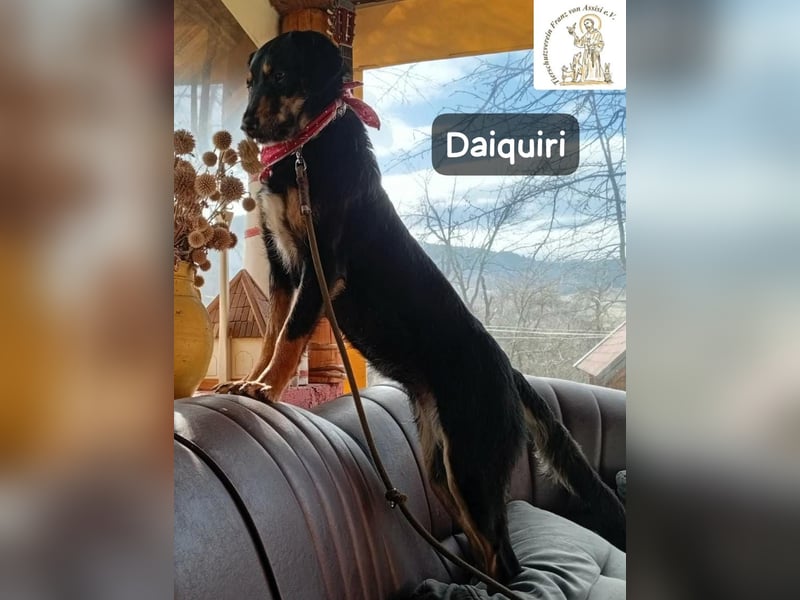 Daiquiri – die Welt wartet und sie mittendrin!