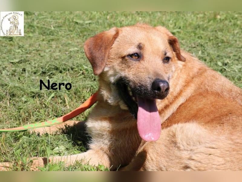 Nero – Weil Normal manchmal einfach perfekt ist!