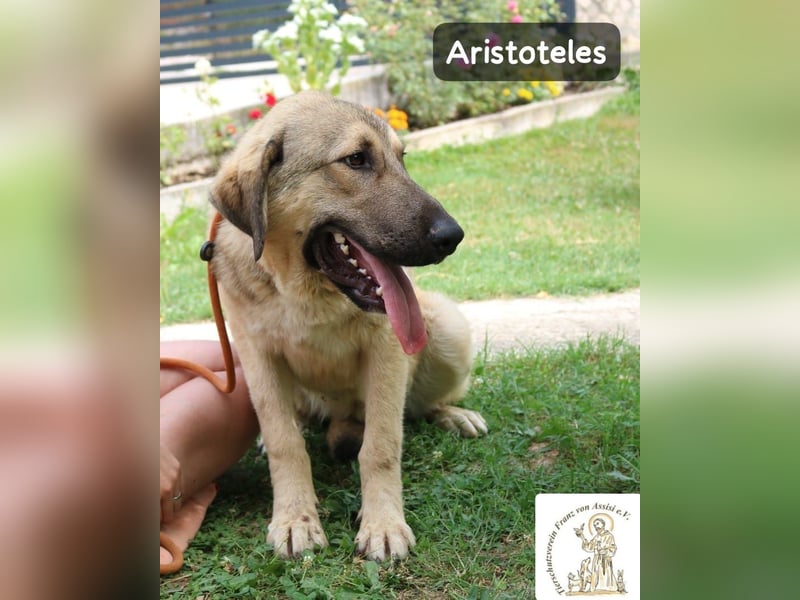 Aristoteles – Entdecker auf der Suche nach seinem Team!