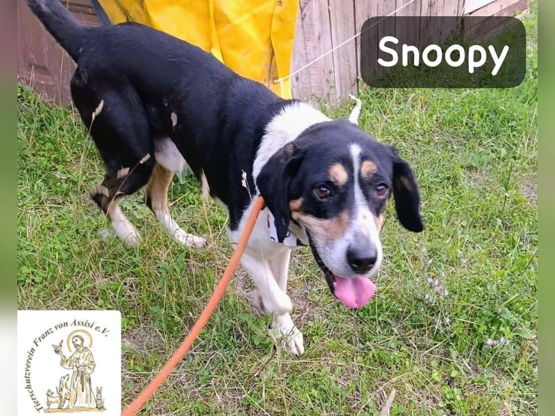 Snoopy – Charme trifft Persönlichkeit!