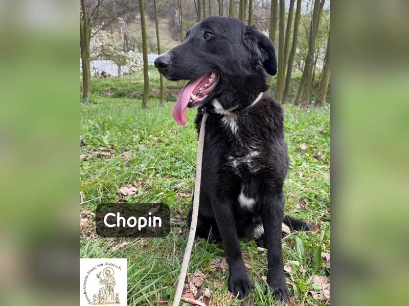 Chopin – ein sanfter Riese mit großem Herzen!
