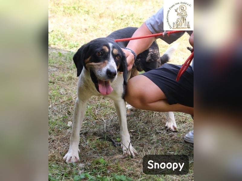 Snoopy – Charme trifft Persönlichkeit!